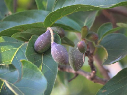 Terminalia citrina